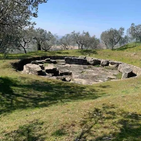 «castagna Verde» Vicino A